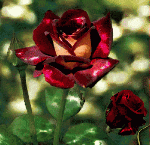 a red rose with a yellow center is surrounded by greenery