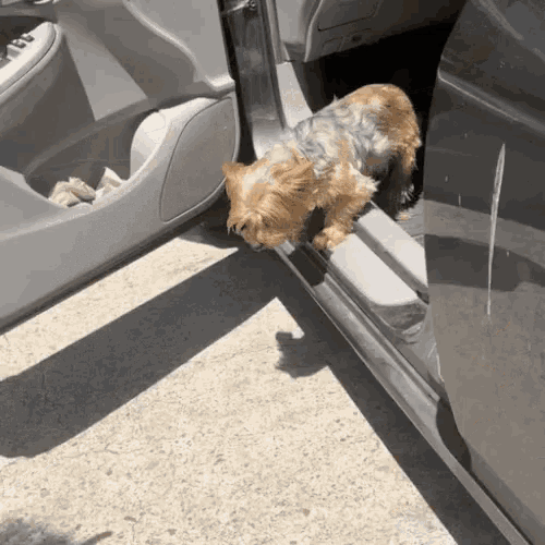 a small dog is standing on the side of a car