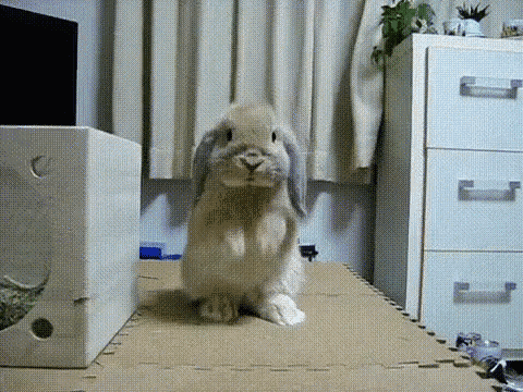 Please GIF - Please Bunny GIFs