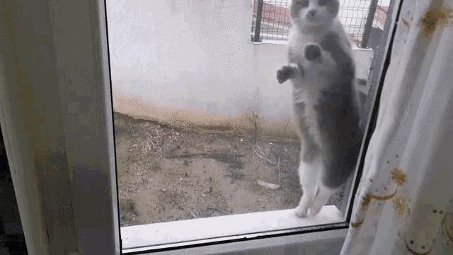a cat is standing on its hind legs looking out of a window