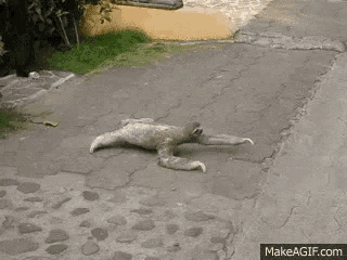 a sloth is laying on the ground on a sidewalk with makeagif.com in the lower right corner