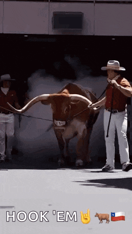 a man in a cowboy hat leads a longhorn bull on a leash ..