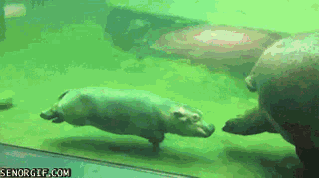 Hippo Goliaf GIF - Hippo Goliaf Ded GIFs