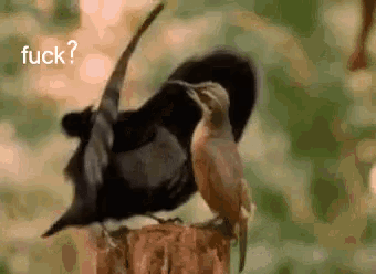 a couple of birds sitting on top of a tree branch .
