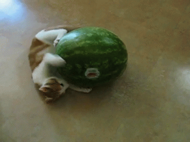 Nom Nom Nom GIF - Cats Watermelon Hungry GIFs