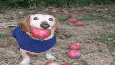 a dog wearing a blue sweater is holding a red apple in its mouth