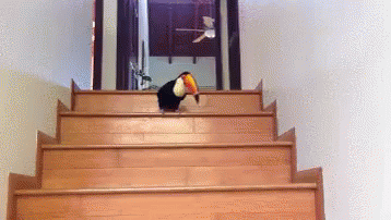 Toucan Hop Down The Stairs GIF - Birds Bird Toucan GIFs