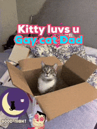 a cat sitting in a cardboard box with the words kitty luvs u gay cat dad