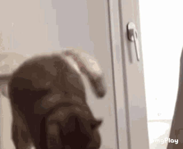 a dog standing in front of a door with the word imgplay on the bottom right corner