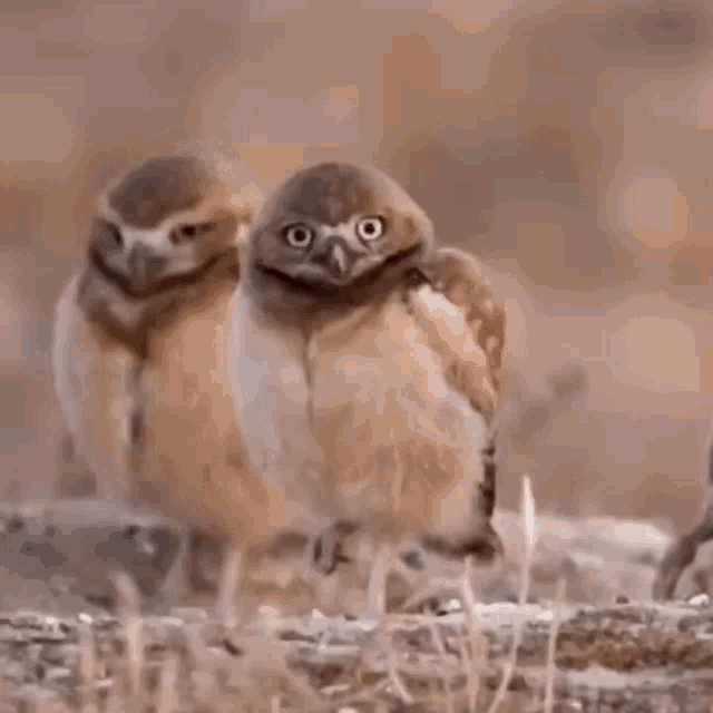Blankos Owl GIF - Blankos Owl GIFs