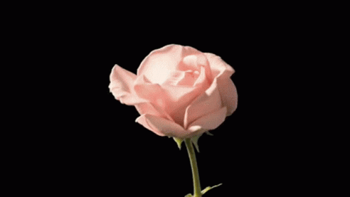 Rose Whiterose GIF - Rose Whiterose Lovely GIFs