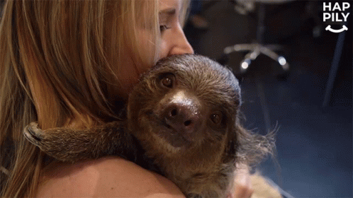 Sloth Pet GIF - Sloth Pet Friendly Animal GIFs