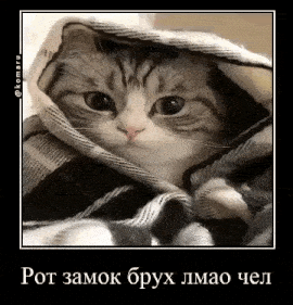 a cat is wrapped in a blanket and looking out of it .