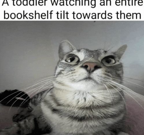 a cat with a caption that says " a toddler watching an entire bookshelf tilt towards them "