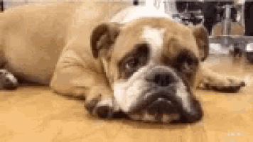 Rosie Dogs GIF