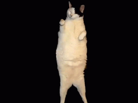 Cat Kitty GIF - Cat Kitty Dance GIFs
