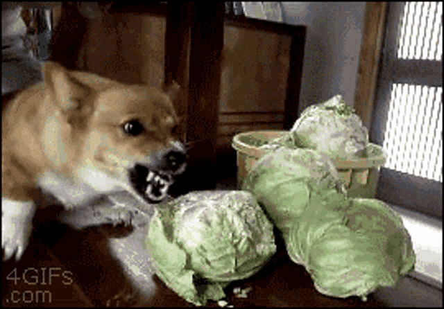 Dog Lettuce GIF - Dog Lettuce Angry GIFs