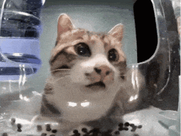 a cat with a surprised look on its face looks out of a clear container