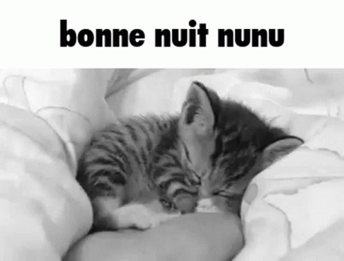 Bonne Nuit Nunu Nunu GIF - Bonne Nuit Nunu Nunu Petit Chat GIFs