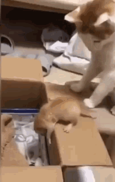 a cat is playing with a mouse in a box .