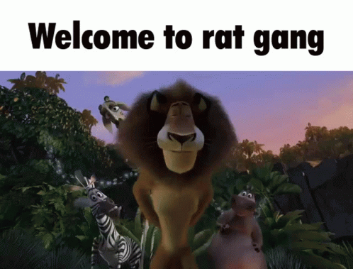 Rat Gang Rat GIF