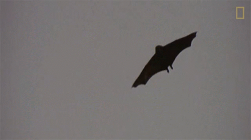 Flying In The Night Why Bats Arent As Scary As You Think GIF - Flying In The Night Why Bats Arent As Scary As You Think Flying GIFs