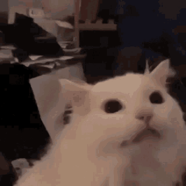 a white cat is sitting on a table and looking at the camera with its mouth open .