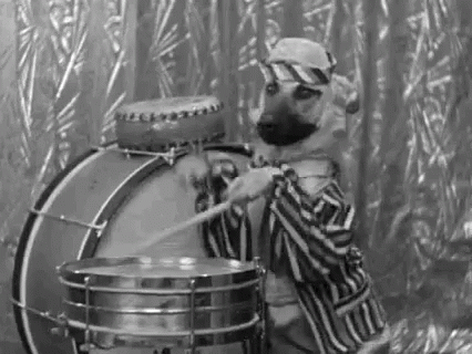 drums-dogplayingsnaredrum.gif