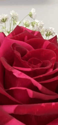 Rose Roses GIF - Rose Roses Love GIFs