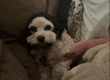 a small dog is laying on a couch with a person