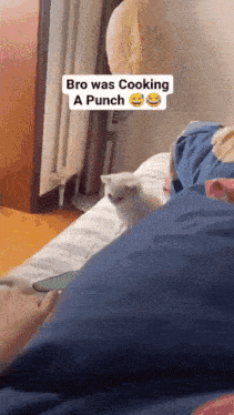 Cat Punch One Punch Man GIF - Cat Punch Cat One Punch Man GIFs