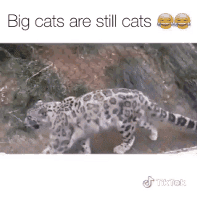 Ace Big Cats GIF - Ace Big Cats Leopard GIFs