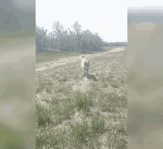 Ila Dog Husky Running Toward Dog GIF - Ila Dog Husky Running Toward Dog Dog Running GIFs