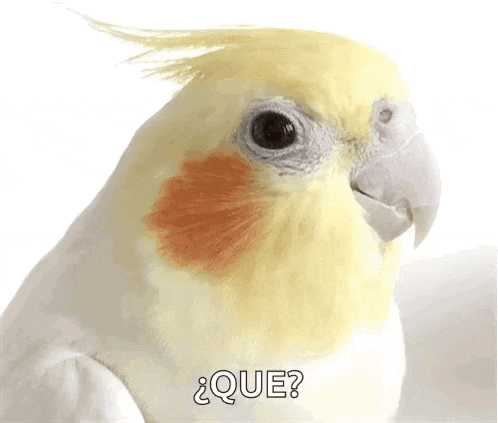 a close up of a cockatiel with the words que written on it