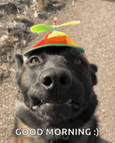 a dog wearing a hat with a propeller on it and the words good morning below it