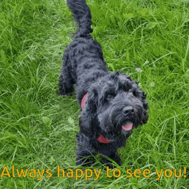 Happy To See You Happy Joe GIF - Happy To See You Happy Joe Happy Dog GIFs