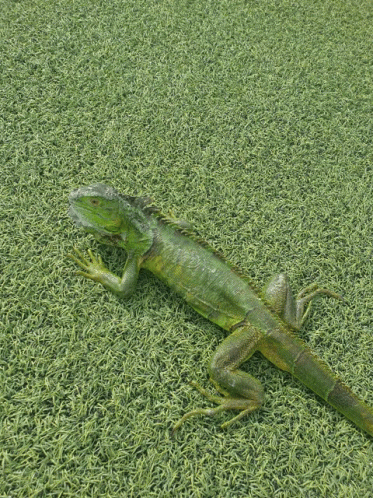 Iguana Grass GIF - Iguana Grass GIFs