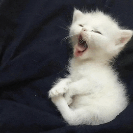 a small white kitten is yawning on a blue blanket