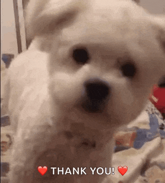 a small white dog is sitting on a bed with a heart and the words thank you .