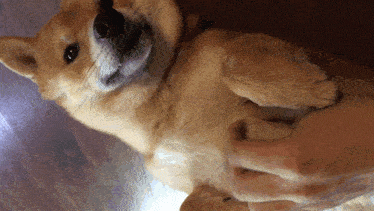 a person is petting a dog on its back
