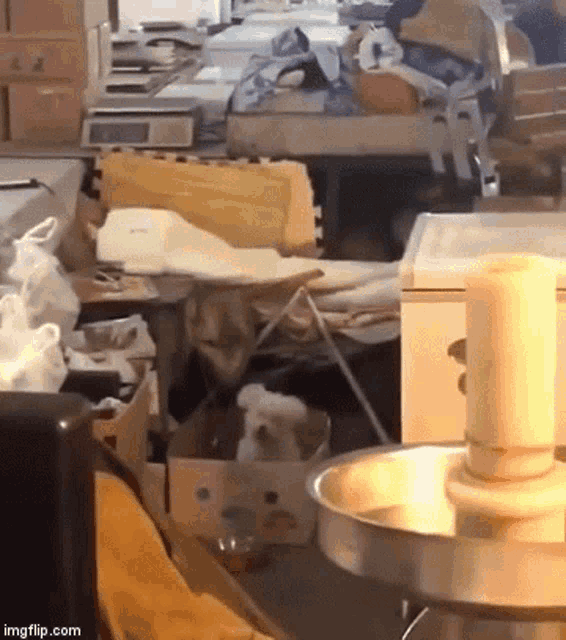 Puppy Bouncing GIF - Puppy Bouncing GIFs