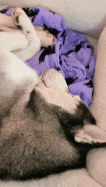 a dog laying on a couch with a purple blanket
