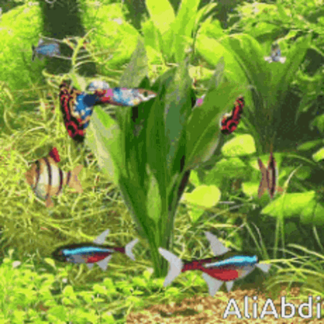 a group of fish are swimming in a tank with the name aliabdi on the bottom