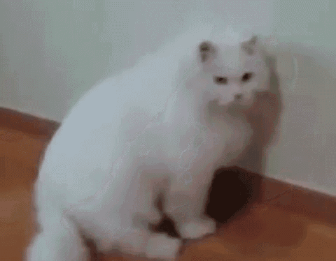 Cat Lazy GIF - Cat Lazy Sit GIFs