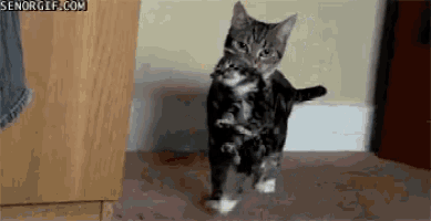 a cat is carrying a kitten in its arms and the website senorgif.com is visible on the bottom right