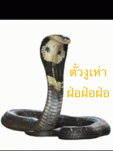 Snake Snake1 GIF - Snake Snake1 GIFs