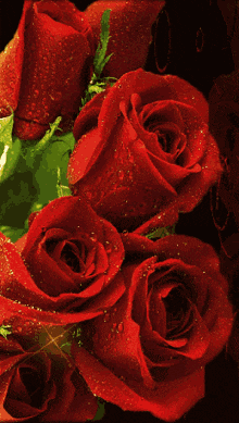 a bunch of red roses on a dark background
