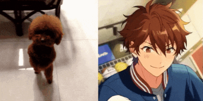 a poodle next to a picture of a boy