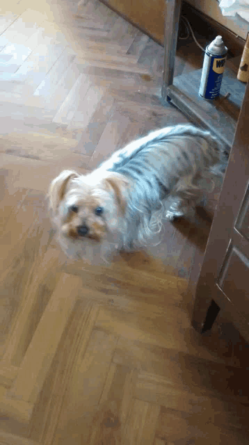 a small dog sitting on a wooden floor next to a can of wd-40