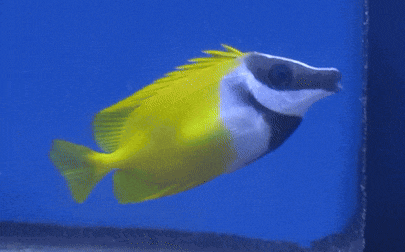a yellow and black fish is swimming in a tank with a blue background